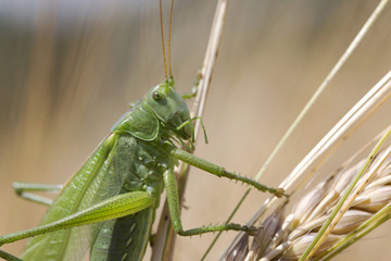 Big green Grasshopper on the Corn Spike, Macro View