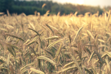 barley crops on field closeup pastel