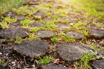 Stump path background. Many stump on garden road