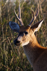 Ciervo de los Pantanos (Blastocerus dichotomus)