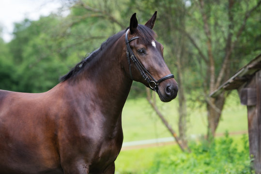 Dark Brown Horse Portrait Outdoors