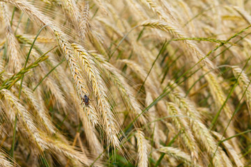 Wheat crops on field with fly closeup