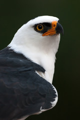 Retrato de un águila viuda (Spizaetus melanoleucus)