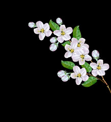 Naklejka na ściany i meble Beautiful delicate white flowers of apple blossom isolated on bl