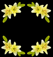 Flower lily isolated on black background.