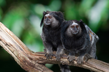 Pareja de tití común (Callithrix jacchus) sobre un tronco