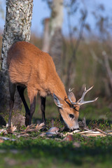 Ciervo de los pantanos (Blastocerus dichotomus)