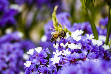 Biene sammelt Pollen Serie 