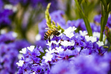 Biene sammelt Pollen Serie 