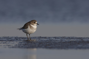Chorlo de doble collar