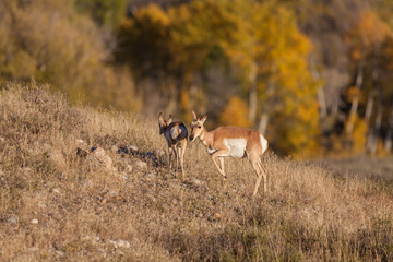 Pronghorn Antelope Doe and Fawn