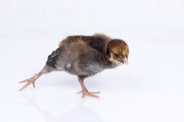 Small reddish dark chicken elongating