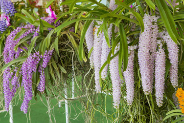 Thai pink orchid in the garden