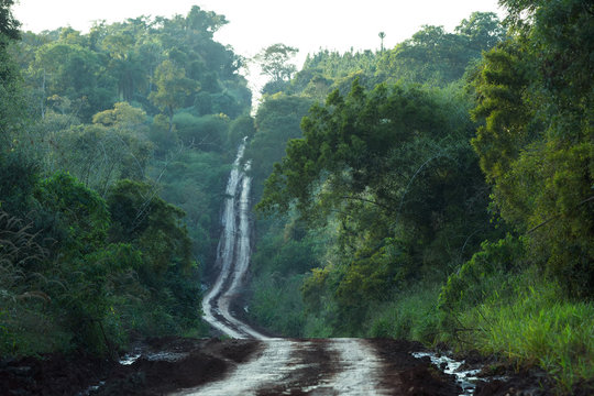 Fototapeta Camino de tierra en la selva, horizontal