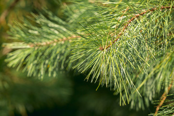 Detalle de rama de pino, vista lateral