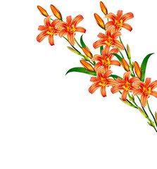 Flower lily isolated on white background.