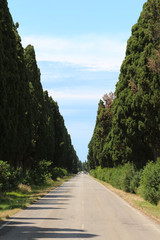 bolgheri, italy, road of cypresses