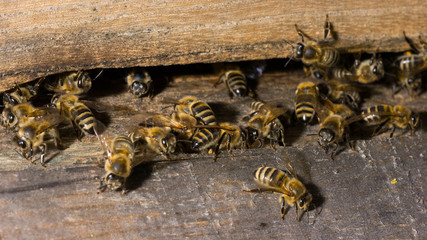 Bienen im Bienenhaus