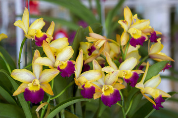 White orchid with purple center isolated on black background