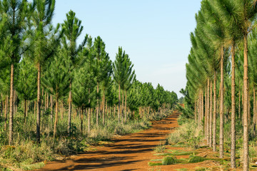 Plantación industrial de pinos