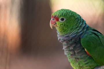 Loro vinoso, Misiones, Argentina