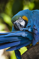 Retrato de un guacamayo azul y amarillo (Ara ararauna) posado en un tronco © prmfoto