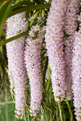 Thai pink orchid in the garden