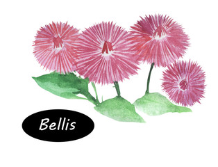 Watercolor bellis flowering plants in the sunflower family. © dneprstock