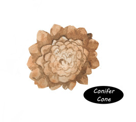Watercolor illustration of conifer cones on white background