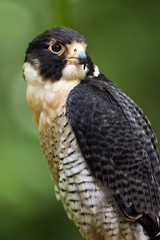 Retrato de un halcón peregrino (Falco peregrinus)