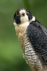 Retrato de un halcón peregrino (Falco peregrinus)