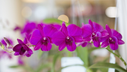 Purple orchid flowers in garden