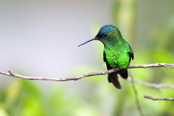 Picaflor multicolor posado en una rama © prmfoto