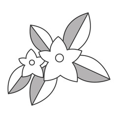 flat design jasmine flowers icon vector illustration