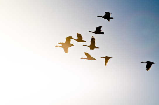 Flock of Canada Geese Silhouetted As They Fly into the Bright Sun