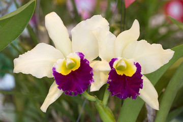 Fototapeta premium White orchid with purple center isolated on black background