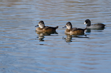 Two Female Ring-Necked Ducks Swimming in the Still Pond Waters
