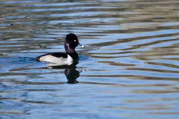 Male Ring-Necked Duck Swimming in the Still Pond Waters