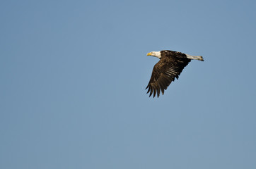 Bald Eagle Soaring High in a Clear Blue Sky