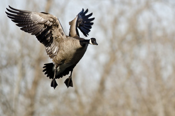 Canada Goose Coming in for a Landing