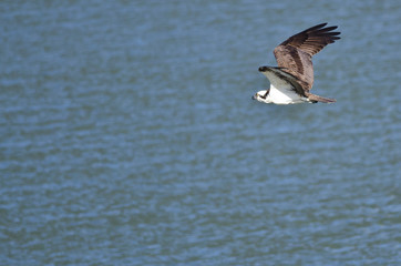 Osprey Hunting as It Flies Low Over the Water