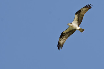 Fototapeta na wymiar Osprey Soaring High in a Clear Blue Sky