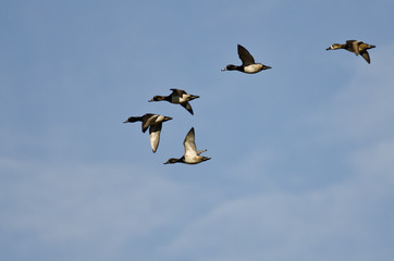 Flock of Ring-Necked Ducks Flying in a Blue Sky