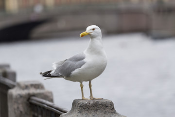 Obraz premium Seagull on a granite parapet River in Saint-Petersburg