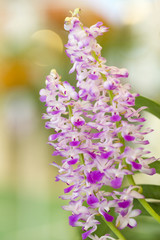 Purple orchid flowers in garden