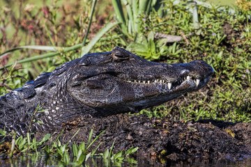 Caimán o yacaré overo (Caiman latirostris), retrato de perfil