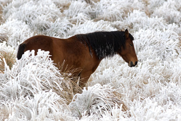 Perfil de un caballo en un pastizal congelado en invierno