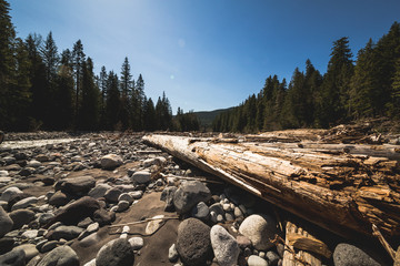 View of dry riverbed in spring near the Rainier mountain.