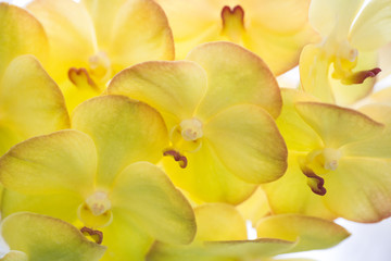 Obraz na płótnie Canvas Yellow orchid