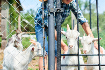 A young white goats in a pen on the farm